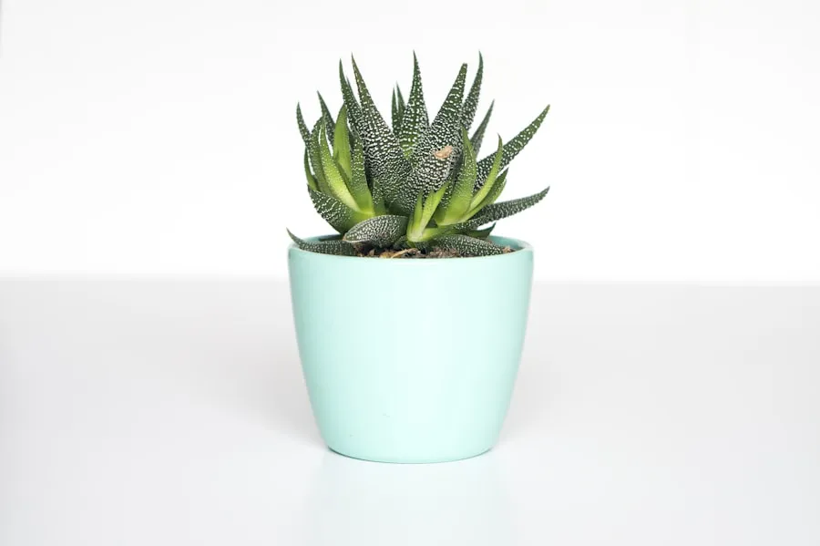 Monstera in Stoneware — Desk-Sized, Ships Live